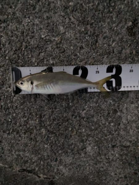 初めての尺アジ